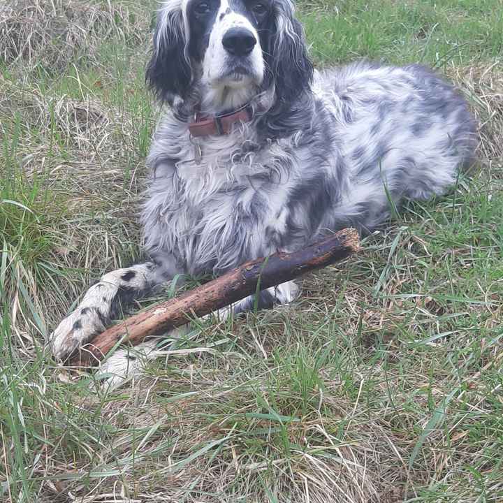 Des photos avec vos chiens ? 🐶 - 1