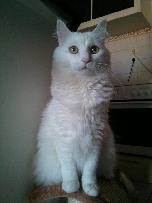 domino