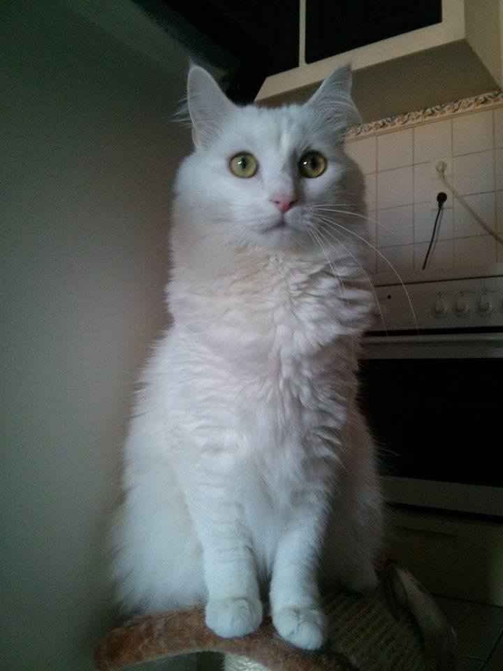 domino