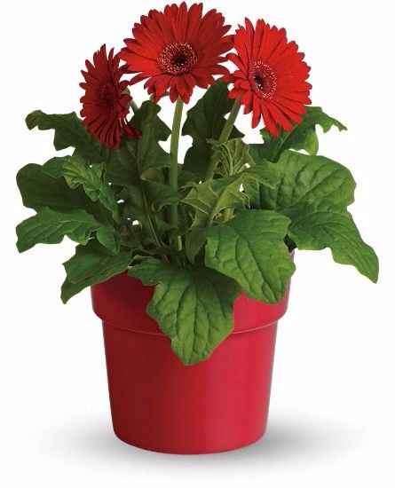 Gerbera pour centre de table