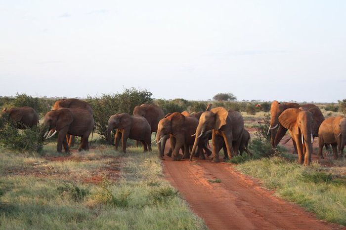 Voyage de noce au kenya - 1