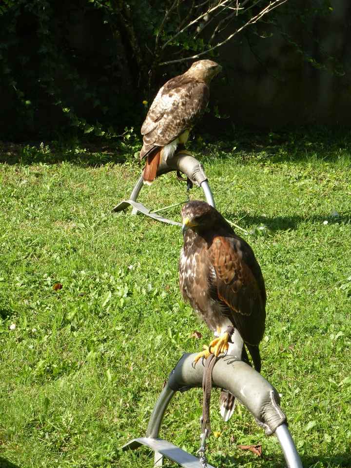les oiseaux 1