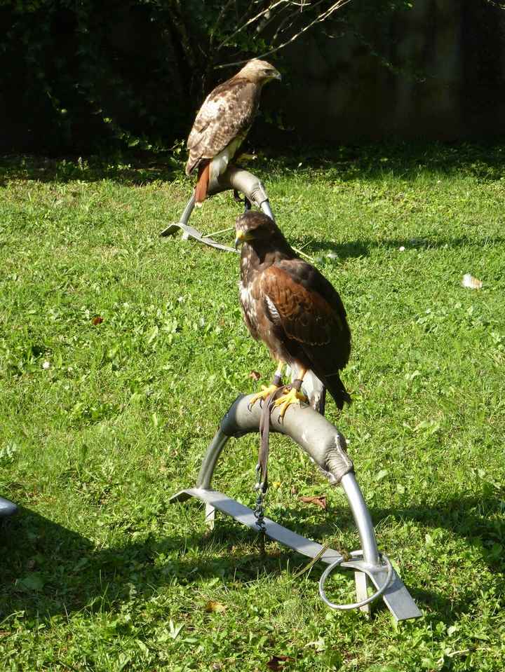 les oiseaux 2
