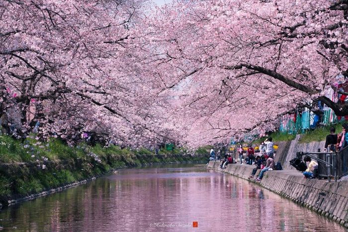 Inspiration printemps lumineux japonais 🎌 - 42