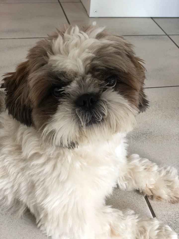 Et vos toutous ? - 1