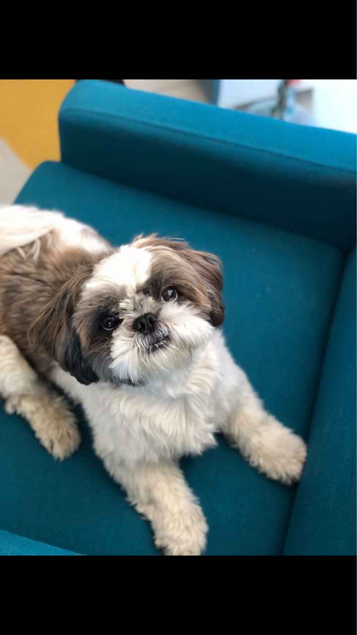 Montrez-moi vos boules de poils ! 😻 - 1