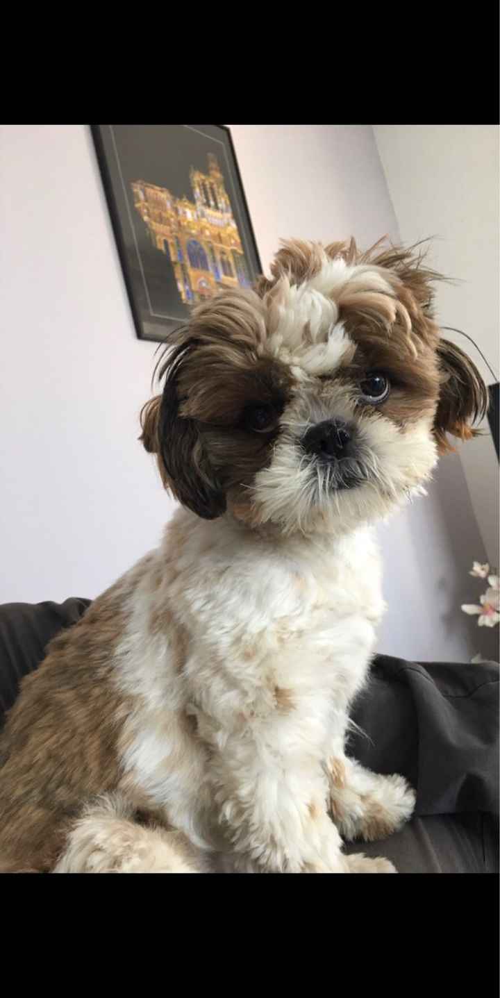  "chien d'honneur" et noeud papillon - 1