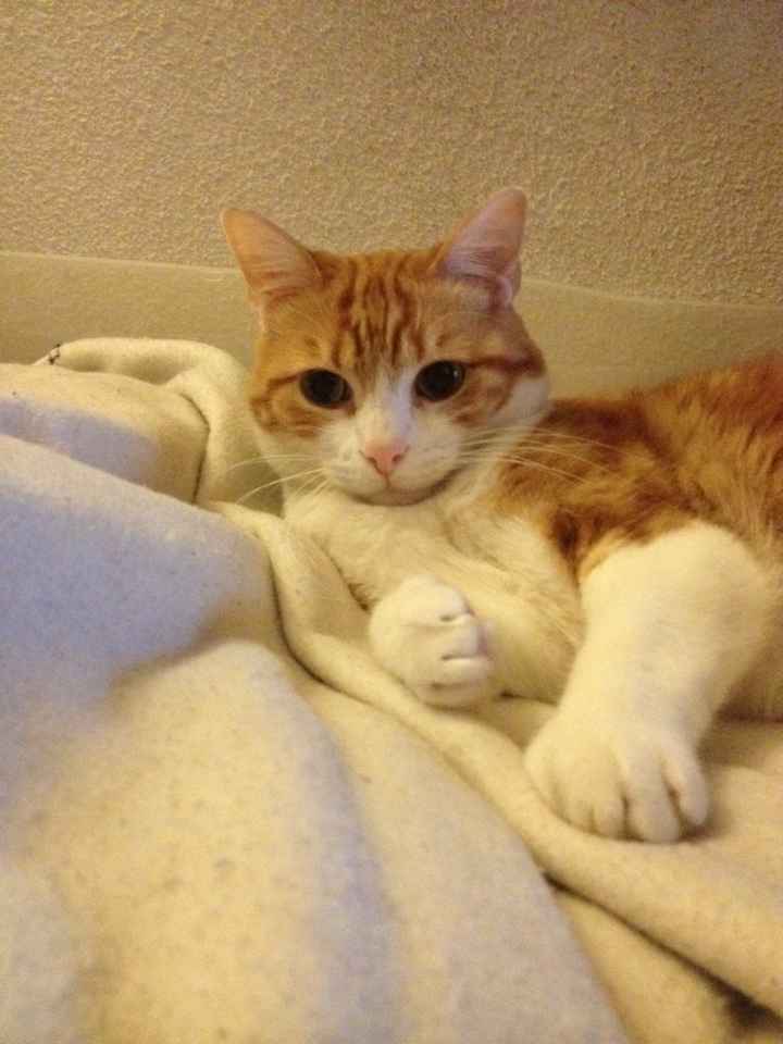 Vos animaux de compagnie ! - 1