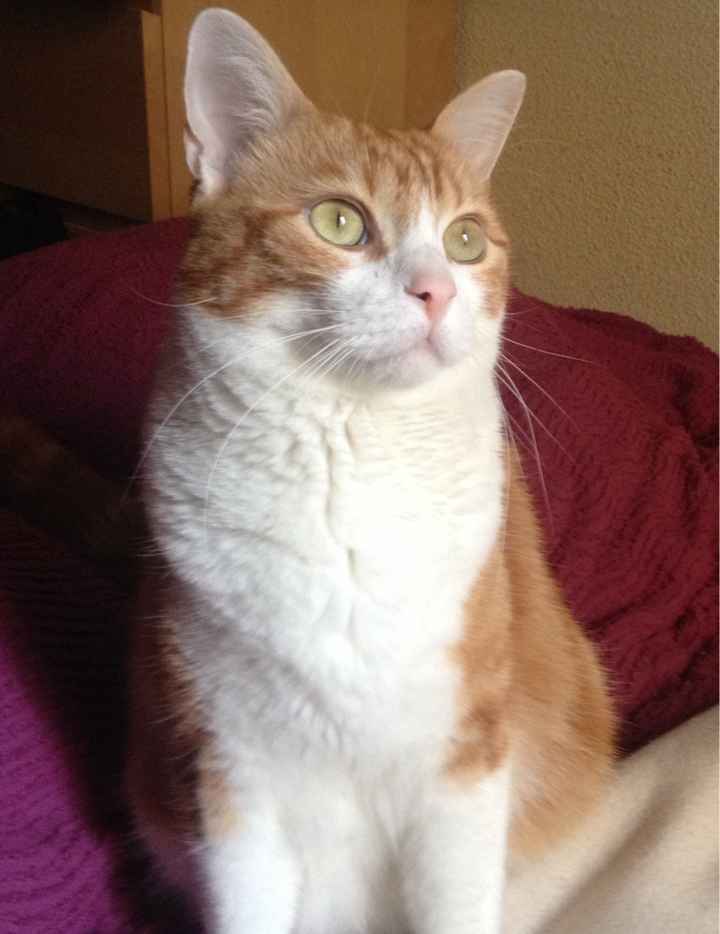 Vos animaux de compagnie ! - 2