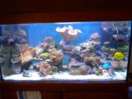 aquarium eau de mer