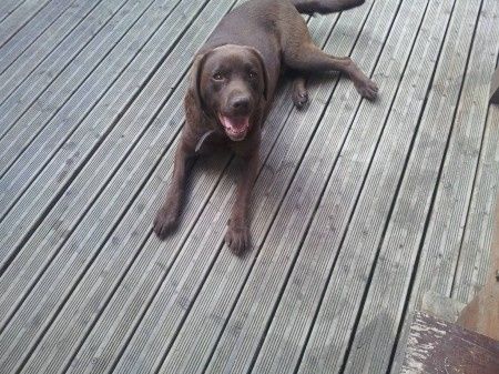  mon  labrador chocolat Dori