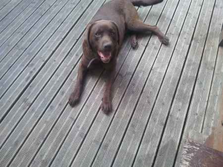  mon  labrador chocolat Dori