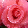 Anne