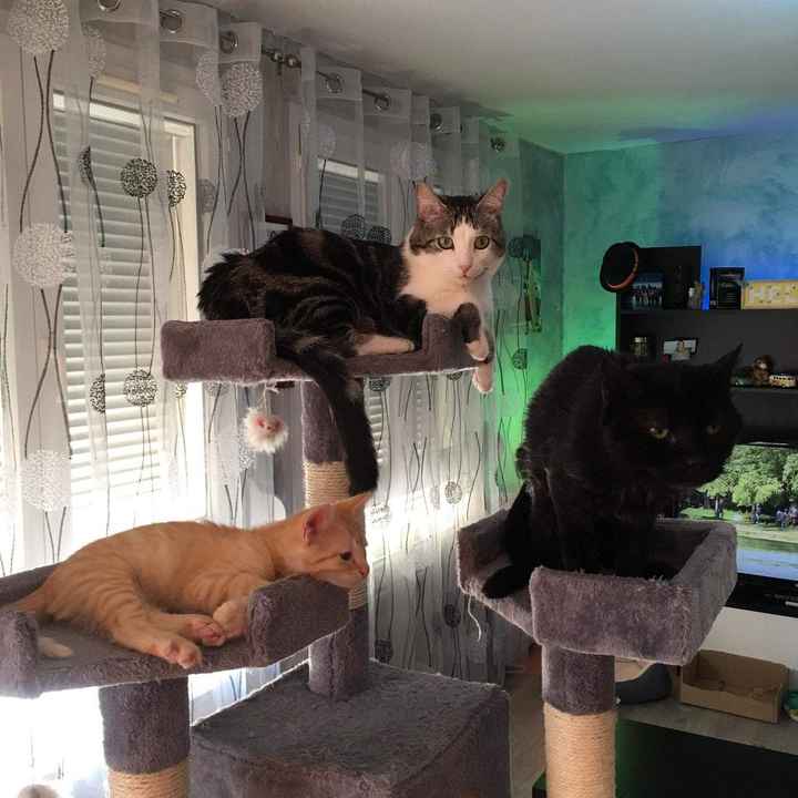  Nos animaux ont une place importante 💕 - 4