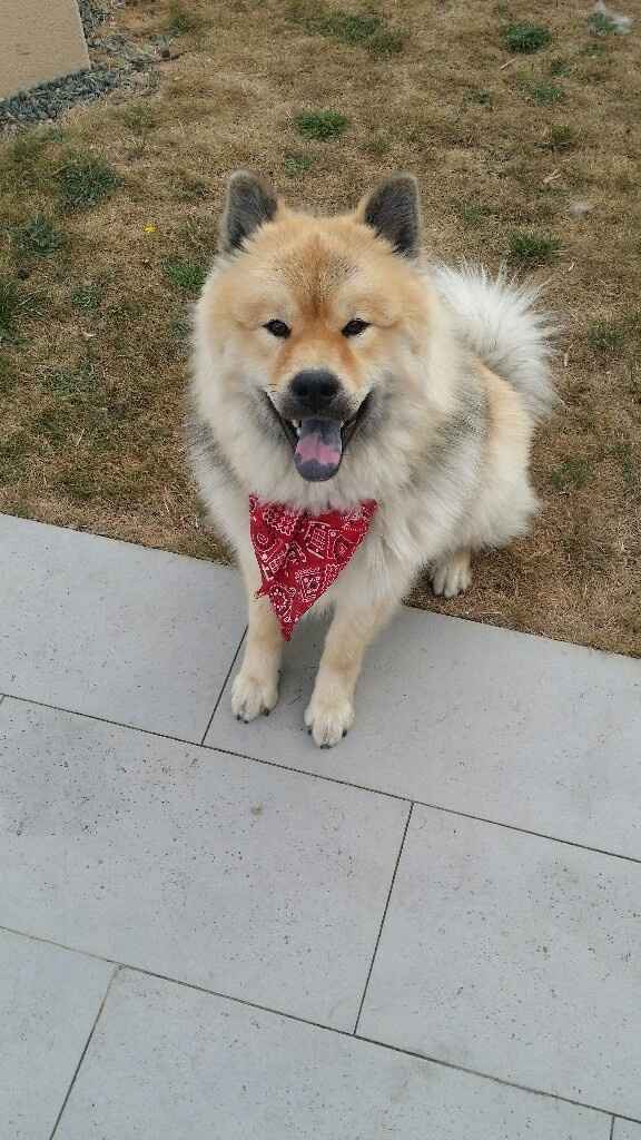 Pour ceux qui ont un chien - 1