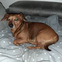 Qui a Des animaux ? - 1