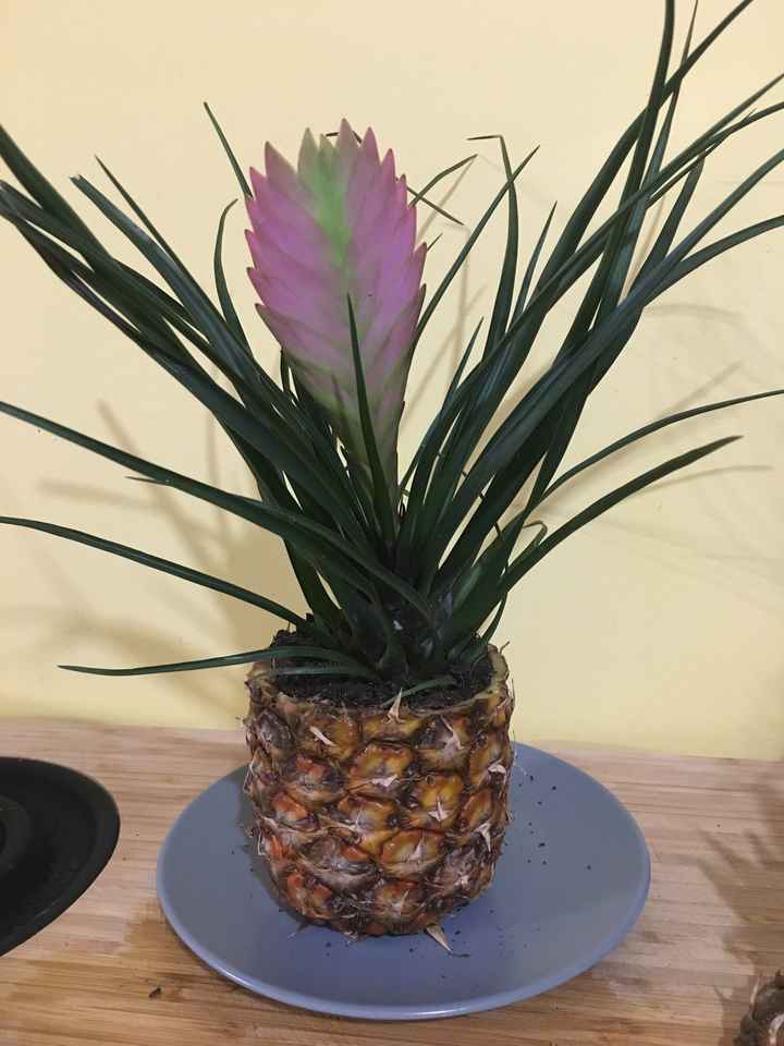  Essai cache pot ananas 🍍 🌺 - 3