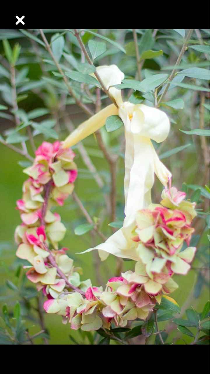  L’hortensia dans tous ses états 🤩🤩 - 4