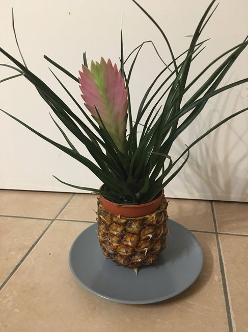  Essai cache pot ananas 🍍 🌺 - 2