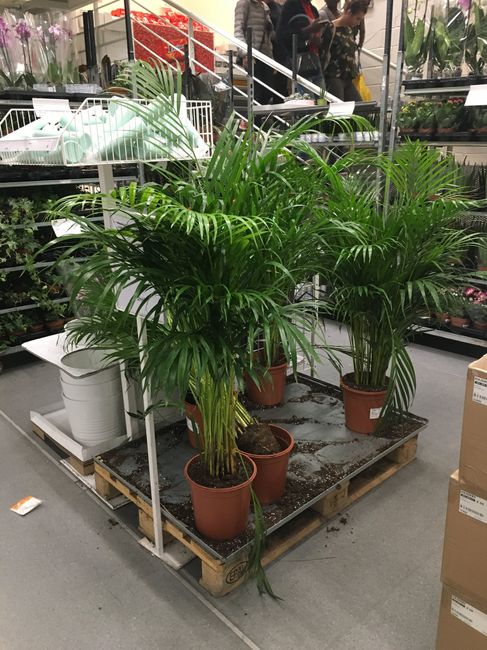 Feuillages et plantes chez Ikea ❤️🎍💐 1