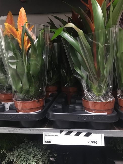 Feuillages et plantes chez Ikea ❤️🎍💐 2