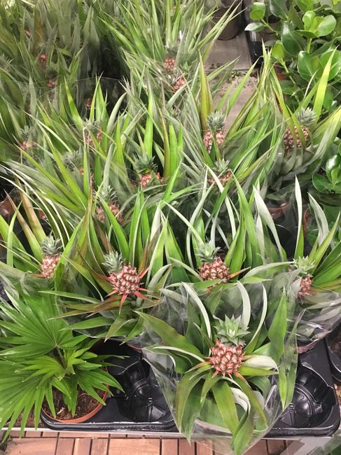 Feuillages et plantes chez Ikea ❤️🎍💐 9