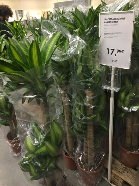 Feuillages et plantes chez Ikea ❤️🎍💐 10