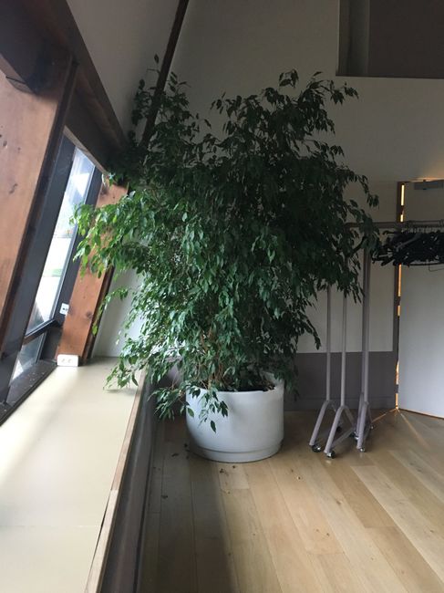  Nouvelle visite de la salle...idées décoration tropicale 🌴😍 - 2