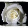 Dorothee
