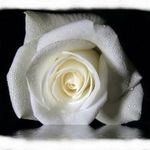 Dorothee