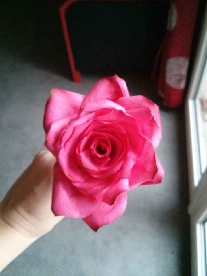 rose coloré