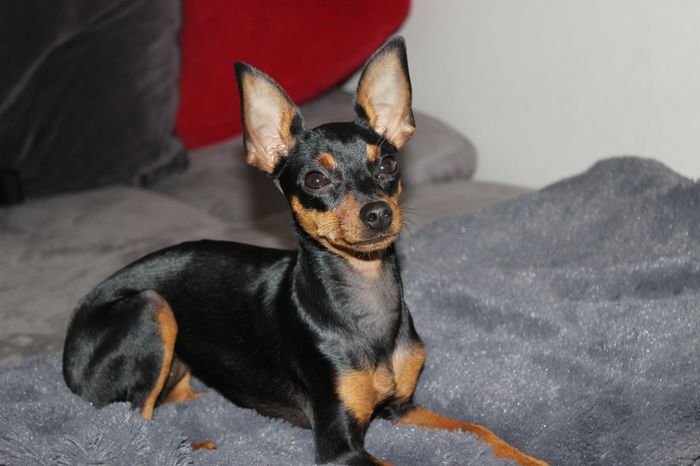 Lumna Notre petite chienne