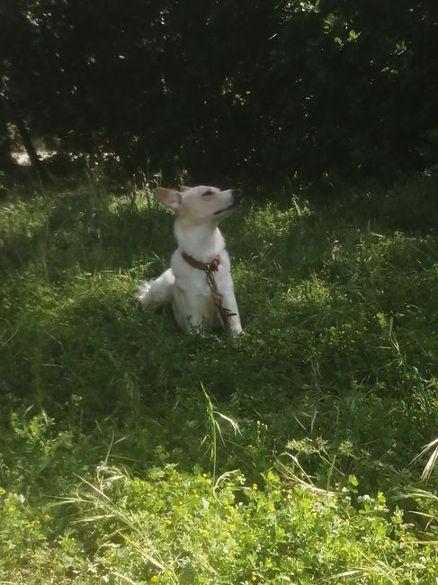 Avez-vous un animal de compagnie en commun ?🐶 10