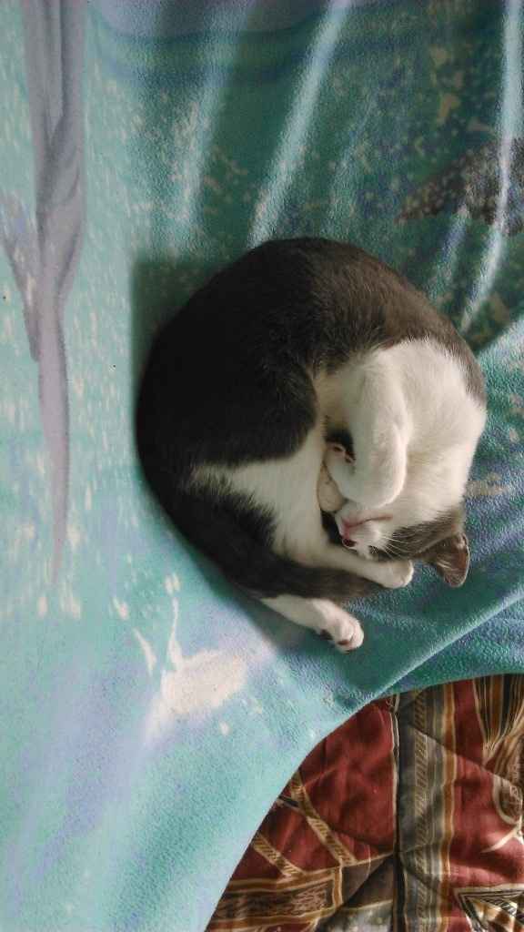 Notre boule de poils