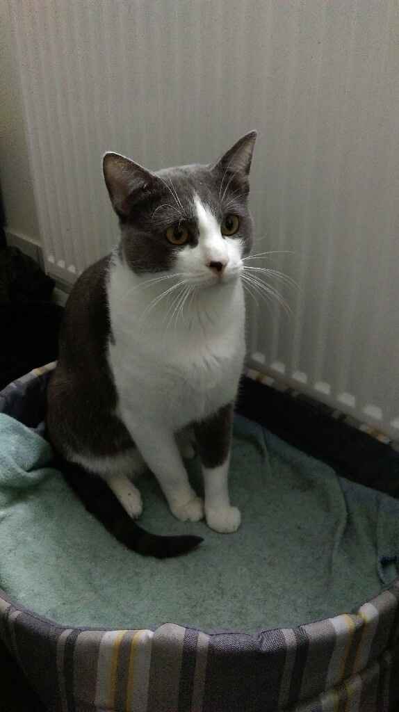 Vos animaux de compagnie ! - 1