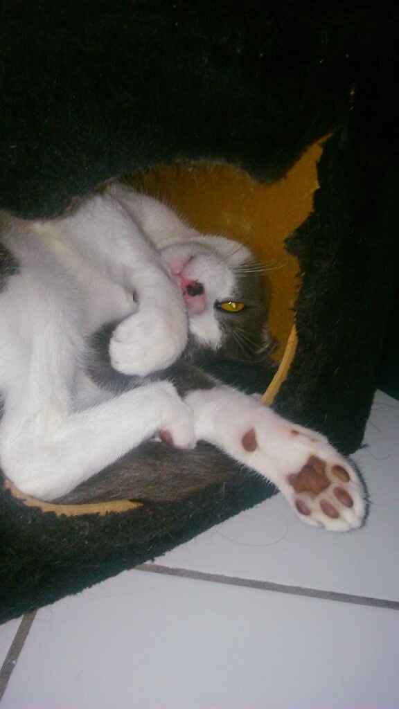 Vos animaux de compagnie ! - 2