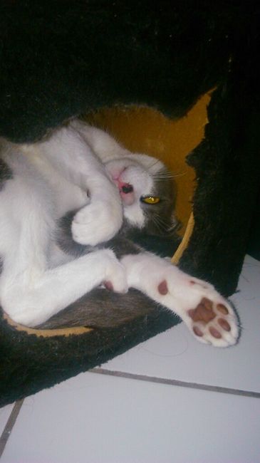 Vos animaux de compagnie ! - 2