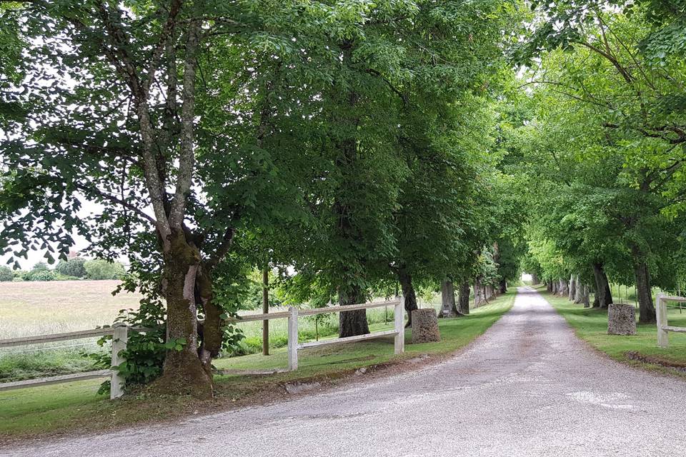 L'allée d'entrée du domaine