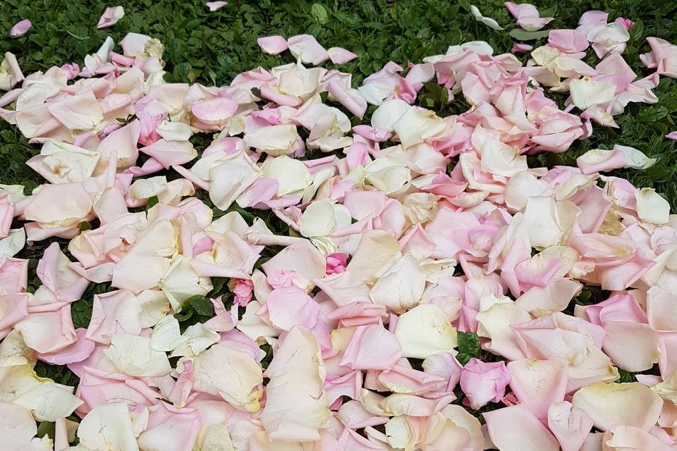 Un tapis de roses....