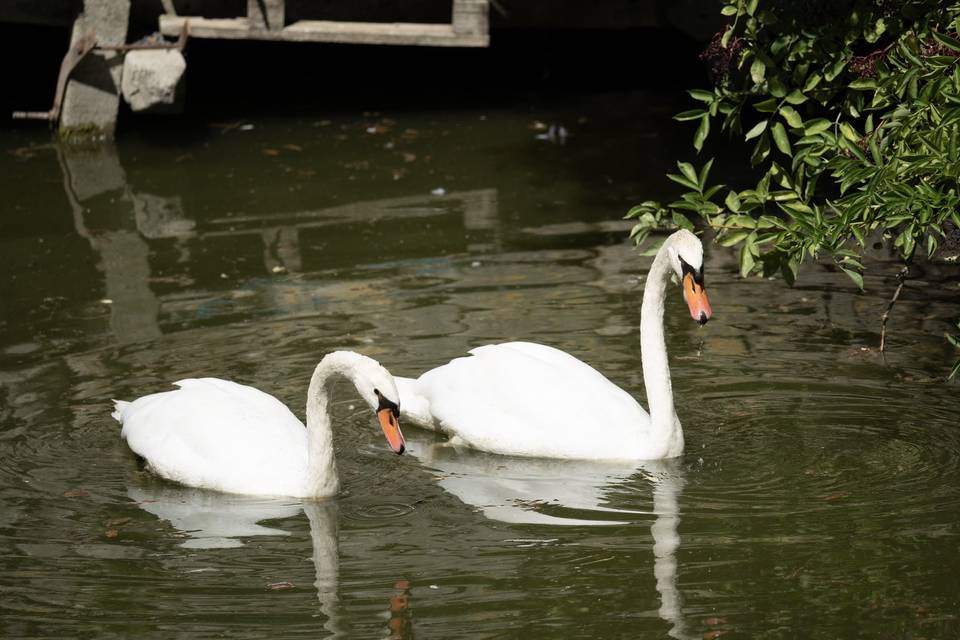 Le couple de cygnes