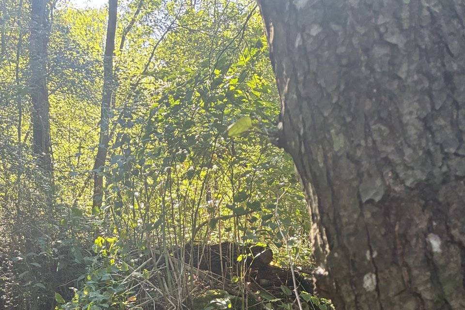 Cascade