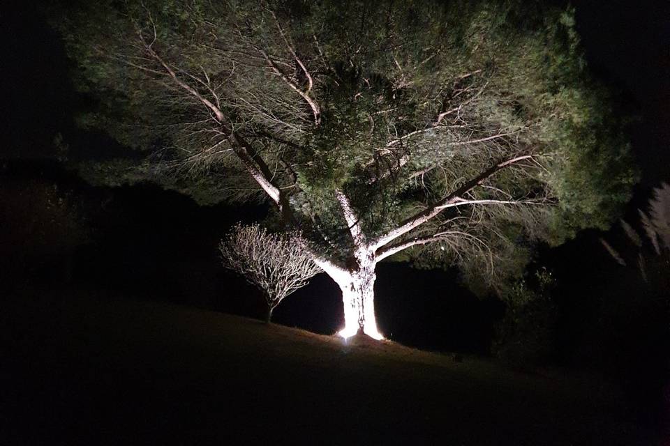 Pin parasol mis en lumière