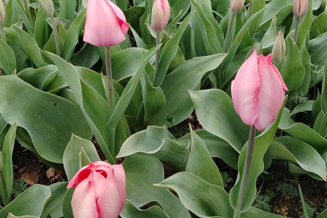 Les tulipes dans le champ