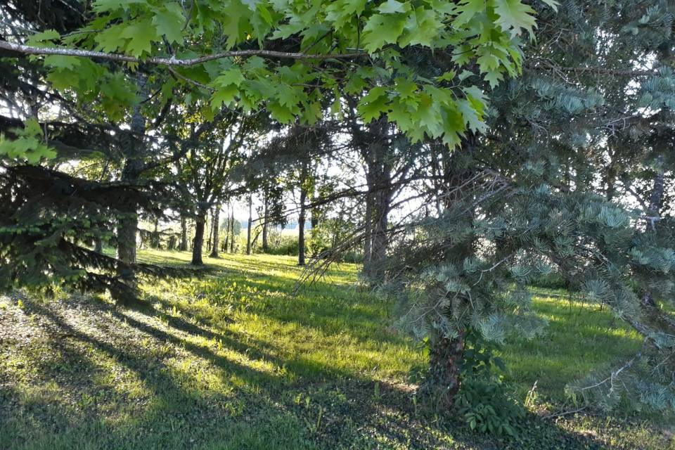 Douceur estivale sous les arbres