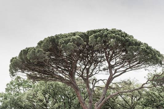 Cérémonie laïque dans le parc