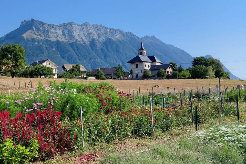 Clochette - Fleurs de Savoie