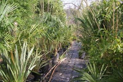Bambous et palmiers