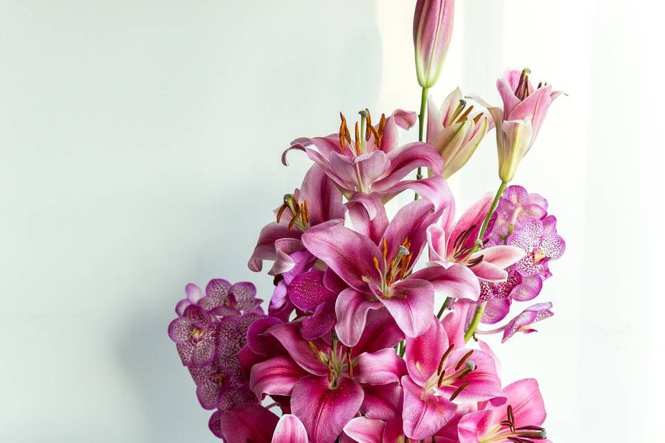 Pink lilies
