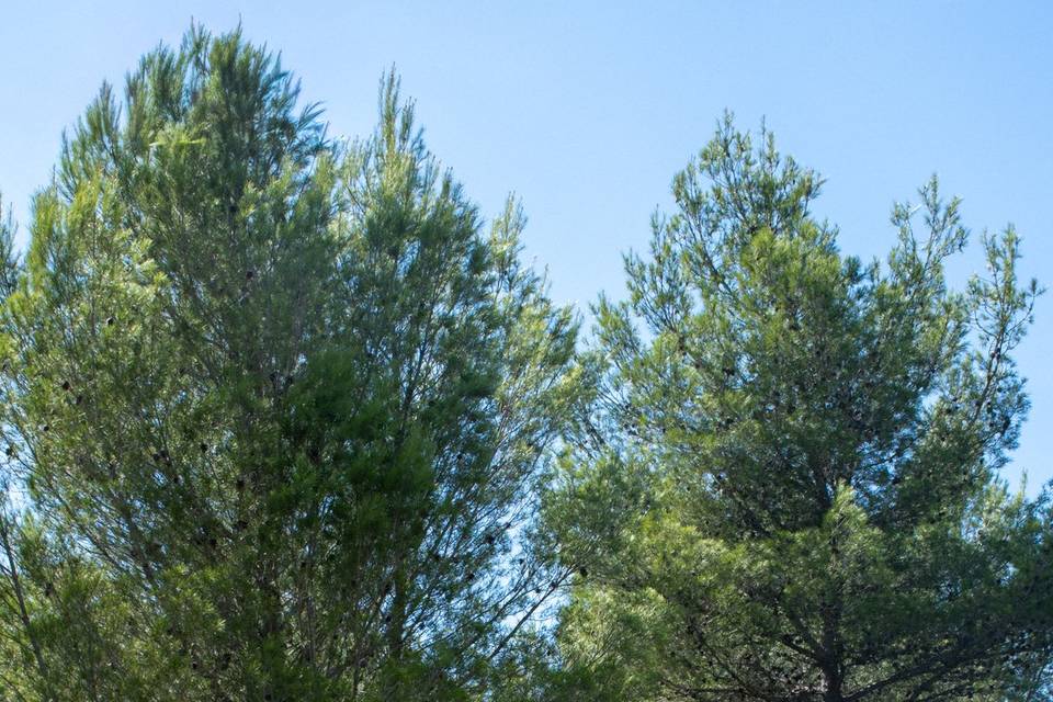 Champêtre