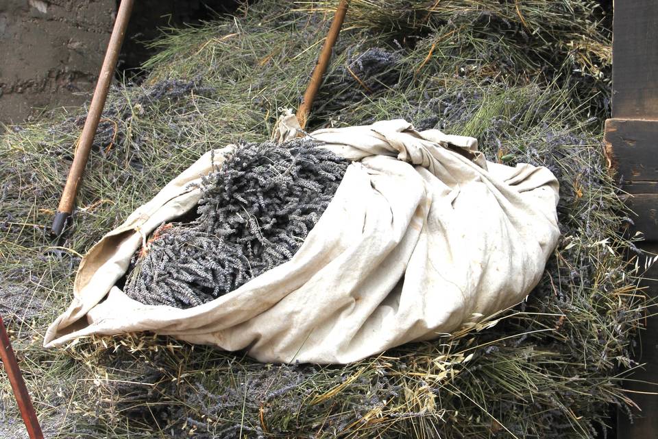 Lavande à distiller